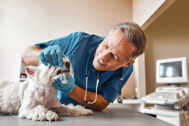Best Emergency Denture Repair in Bovina, TX